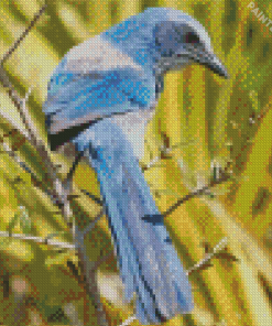 Florida Scrub Jay Diamond Painting