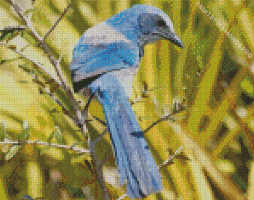 Florida Scrub Jay Diamond Painting