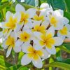 Frangipani Flowers Diamond Painting