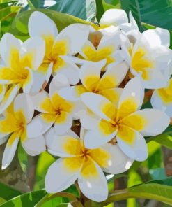 Frangipani Flowers Diamond Painting