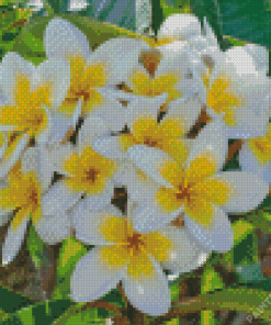 Frangipani Flowers Diamond Painting