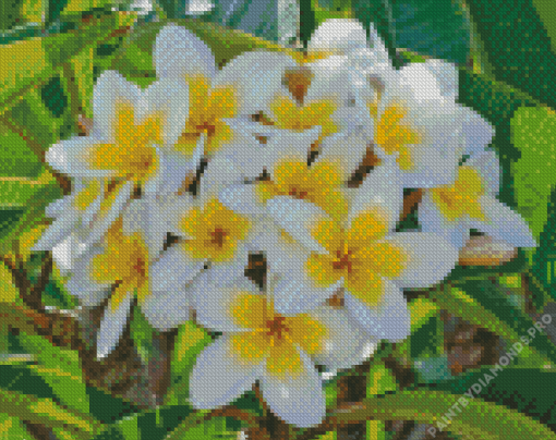 Frangipani Flowers Diamond Painting