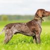 German Shorthaired Pointer Diamond Painting