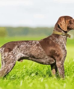 German Shorthaired Pointer Diamond Painting