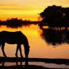 Horse Silhouette Diamond Painting