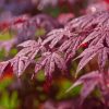 Maroon Shrubs Leaves Diamond Painting