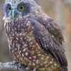 Morepork Bird Diamond Painting