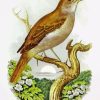 Nightingale Bird Art Diamond Painting