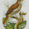 Nightingale Bird Art Diamond Painting