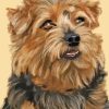 Norfolk Terrier Art Diamond Painting