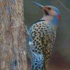 Northern Flicker Woodpecker Diamond Painting