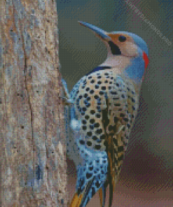 Northern Flicker Woodpecker Diamond Painting