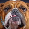 Old English Bulldog Diamond Painting