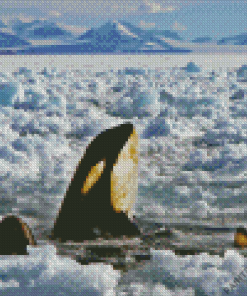 Orca In Antarctica Ice Diamond Painting