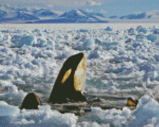 Orca In Antarctica Ice Diamond Painting