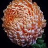 Peach Chrysanthemum Flower Diamond Painting