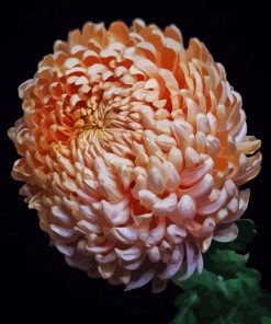 Peach Chrysanthemum Flower Diamond Painting