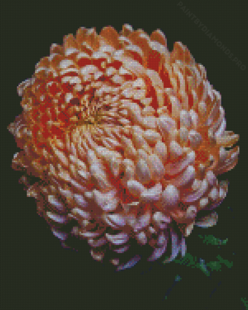 Peach Chrysanthemum Flower Diamond Painting