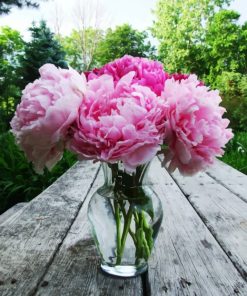 Peonies In Glass Diamond Painting