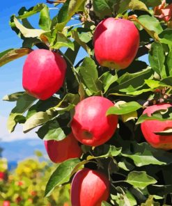 Pink Lady Apple Diamond Painting