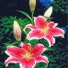 Pink Tiger Lilies Diamond Painting