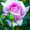 Purple Floribunda Diamond Painting