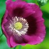 Purple Poppy Flower Diamond Painting