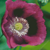 Purple Poppy Flower Diamond Painting