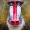 Red Nose Baboon Diamond Painting