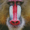 Red Nose Baboon Diamond Painting