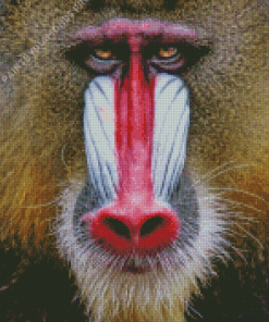 Red Nose Baboon Diamond Painting