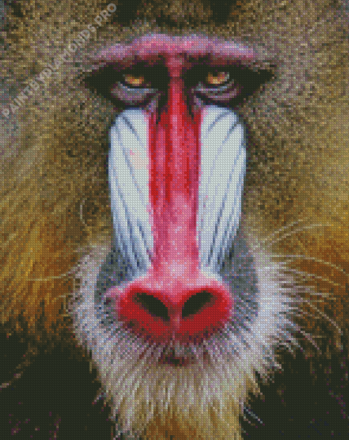 Red Nose Baboon Diamond Painting