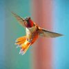 Rufous Hummingbird Diamond Painting