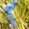 Scrub Jays On Stick Diamond Painting