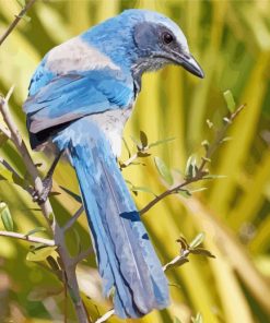 Scrub Jays On Stick Diamond Painting