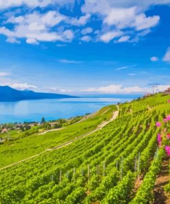 Vevey Lavaux Vineyard Diamond Painting