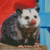 Virginia Opossum Diamond Painting