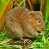 Water Vole Diamond Painting