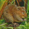 Water Vole Diamond Painting