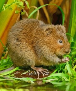 Water Vole Diamond Painting