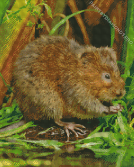 Water Vole Diamond Painting