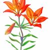 Western Red Lily Diamond Painting