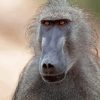 Wild Baboon Primate Diamond Painting