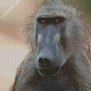 Wild Baboon Primate Diamond Painting