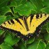 Yellow Monarch Butterfly Diamond Painting