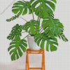 Aesthetic Monstera Plant Diamond Painting