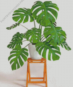 Aesthetic Monstera Plant Diamond Painting