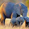 African Elephants Diamond Painting