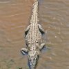 American Crocodile Diamond Painting