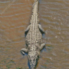 American Crocodile Diamond Painting